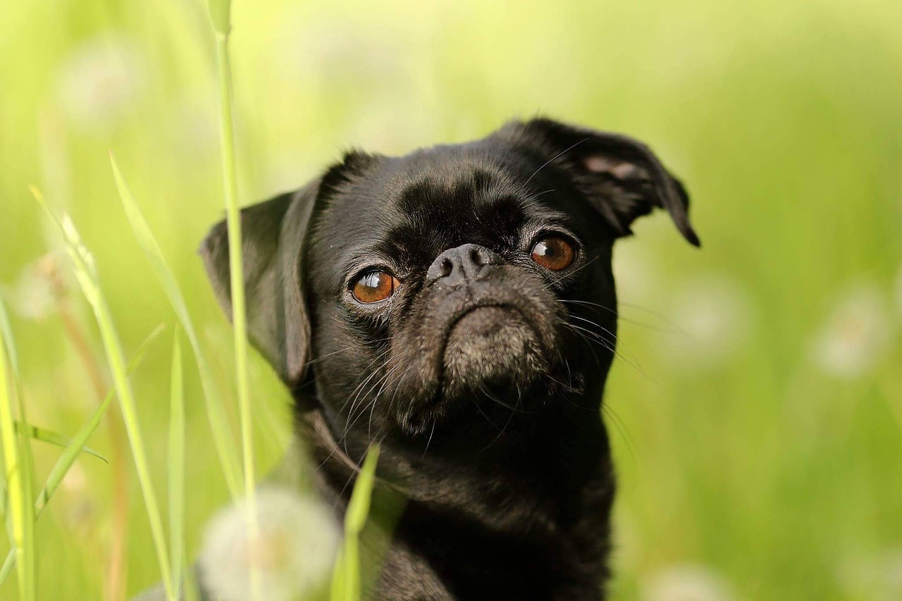 The Unique Characteristics of the Brussels Griffon